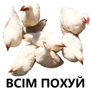 🐔 ВСІМ ПОХУЙ chicken, poultry, farming, birds telegram sticker