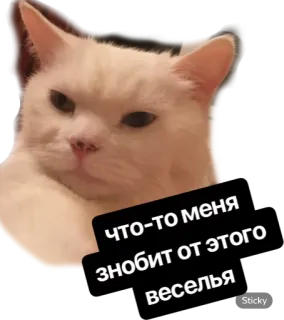 😒 что-то меня знобит от этого веселья cat, meme, funny, sticker whatsapp sticker