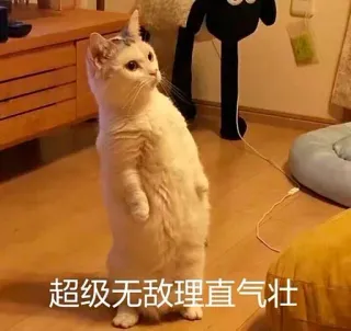 😠 超级无敌理直气壮 gato, em pé, animal, fofo whatsapp sticker
