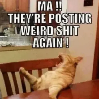 😣 MA !!
THEY'RE POSTING
WEIRD SHIT
AGAIN ! kot, mem, śmieszne, zwierzę, internet telegram sticker