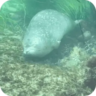 💤 foca, subaquático, animal, oceano, mar, vida selvagem whatsapp sticker