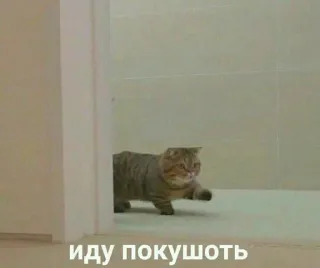 🌟 иду покушоть cat, walking, indoors, animal, pet telegram sticker