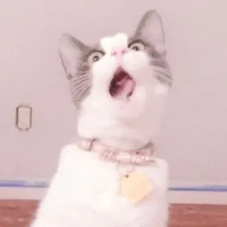 🐈 kot, zaskoczony, zwierzę, zwierzę domowe, kot domowy, otwarte usta telegram sticker