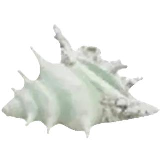 🐚