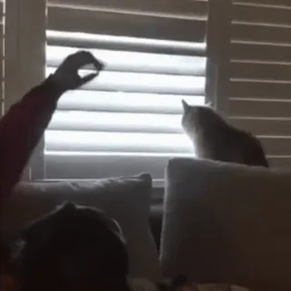 🌞 cat, window, blinds, pet, animal, home whatsapp sticker
