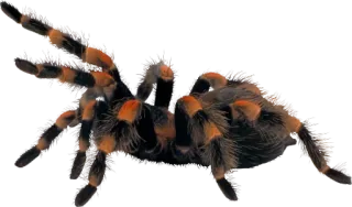 🕷 spin, arachnida, vogelspin, dier, insect, wildlife telegram sticker