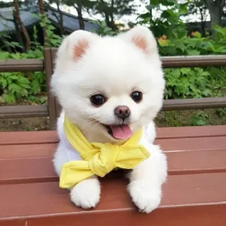 💘 собака, померанский шпиц, милый, животное, домашнее животное telegram sticker