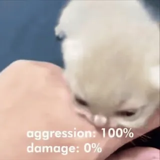 🌟 aggression: 100%
damage: 0% 子猫, 猫, 攻撃性, 噛みつき, 動物, かわいい whatsapp sticker