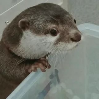 😏 loutre, animal, mignon, mammifère, faune sauvage, animal aquatique telegram sticker