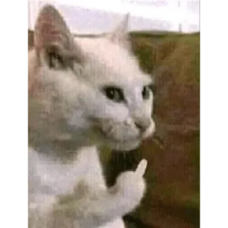 😡 cat, middle finger, offensive, animal, sticker, meme telegram sticker