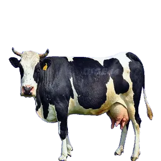 🐄 cow, animal, farm, dairy, livestock, cattle, agriculture telegram sticker