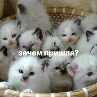 😾 зачем пришла? gatinhos, gatos, cesta, fofo, animais telegram sticker