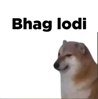 💩 Bhag lodi doge, pies, mem, obraźliwe whatsapp sticker