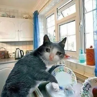 🐱 猫, 悲しい, 泣く, キッチン, 皿洗い, ミーム telegram sticker