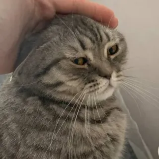 🐱 cat, pet, animal, domestic cat, Scottish Fold, petting, cute whatsapp sticker
