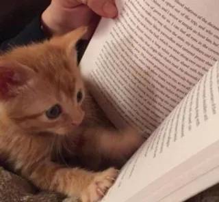🎀 kitten, cat, reading, book, animal, cute, pet whatsapp sticker