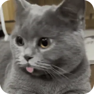 😛 British Shorthair telegram sticker