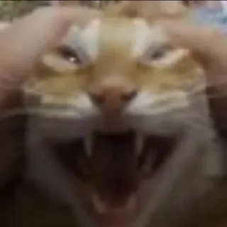 😸 cat, angry, growl, animal, feline, teeth, wildcat whatsapp sticker