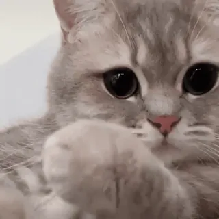🙂 kat, schattig, huisdier, dier, kitten, grote ogen, verdrietig, schattig telegram sticker