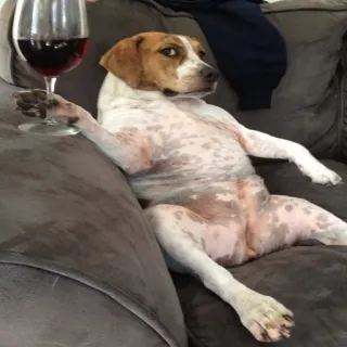 🐶 perro, vino, gracioso, animal, relajado, bebiendo telegram sticker