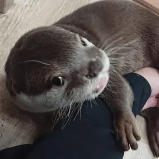 😝 loutre, animal, mignon, mammifère, animal de compagnie, faune telegram sticker