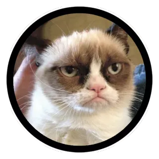 Funny Cats (@Saratov64_chat) telegram stickers