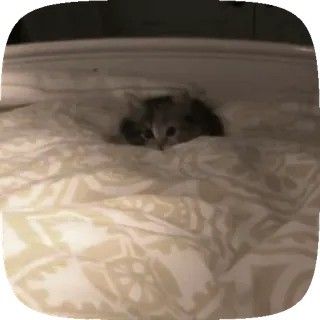 🐈 猫, 小猫, 可爱, 动物, 宠物, 床 telegram sticker