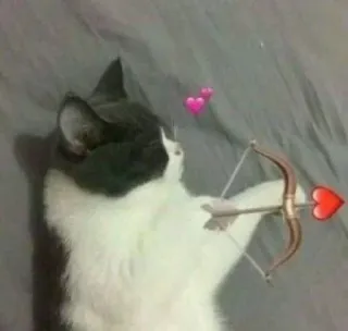 🍥 gato, arqueiro, arco e flecha, corações, fofo, dia dos namorados, amor, animal telegram sticker