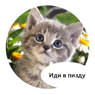 🖕 Иди в пизду kot, kociak, obraźliwe, zwierzę telegram sticker
