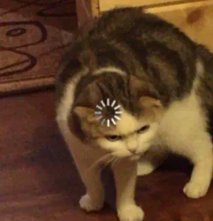 🤔 cat, animal, loading, internet, meme, funny, waiting telegram sticker