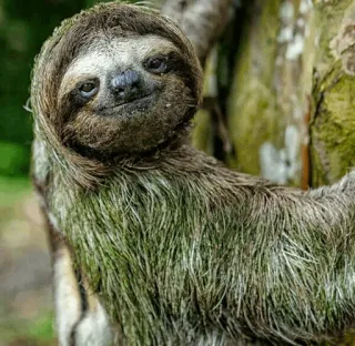 🦥 Faultier, Tier, Baum, süß, langsam, Säugetier, Natur telegram sticker