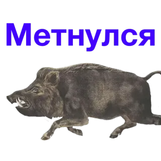 🏃 Метнулся jabalí, cerdo salvaje, animal, corriendo, jabalí, ruso telegram sticker
