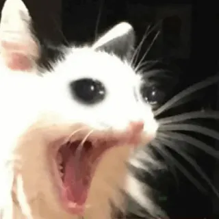 😭 cat, screaming, funny, animal, meme telegram sticker