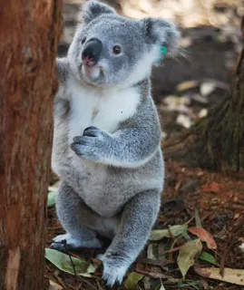 🐨 koala, animal, wildlife, marsupial, australia, cute, nature telegram sticker