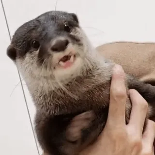 😲 Loutre, Animal, Mignon, Mammifère, Faune telegram sticker