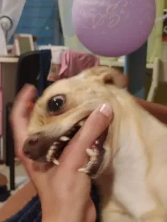 😡 perro, animal, dientes, agresividad, mascota, miedoso telegram sticker