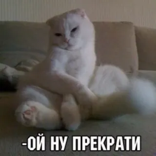 😀 Ой ну прекрати gatto, divertente, meme, carino, animale domestico whatsapp sticker