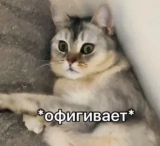 😮 *офигивает* gato, animal, ruso, texto, meme, impactado telegram sticker