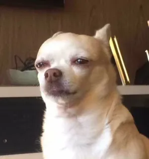 😶 Chihuahua telegram sticker