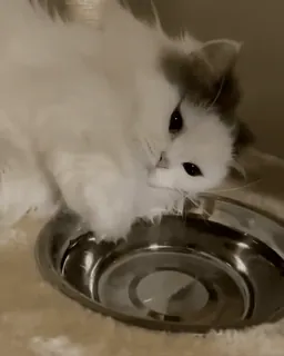 🐈⬛️ кот, животное, домашнее животное, домашняя кошка, белый кот, пушистый, милый, миска для кота telegram sticker