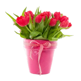 🌷 цветы, тюльпаны, горшок, розовый, букет, весна, цветочный, подарок telegram sticker