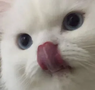 😛 고양이, 흰 고양이, 애완동물, 동물, 귀여운, 핥는, 파란 눈, 집고양이 telegram sticker