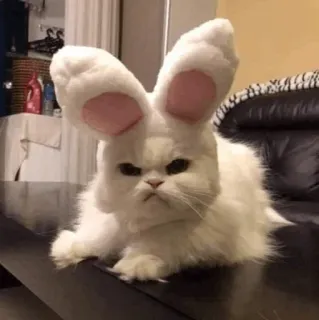 🐈‍⬛️ cat, bunny ears, animal, pet, white, fluffy telegram sticker