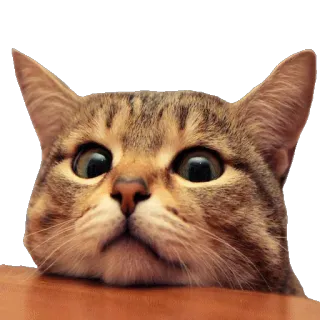 😔 cat, pet, animal, cute telegram sticker