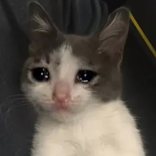 😢 kucing, sedih, menangis, anak kucing, emosi telegram sticker