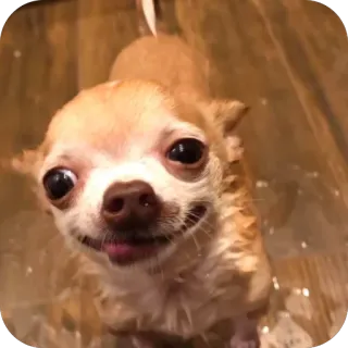 🫥 chihuahua, hond, kleine hond, huisdier, dier, schattig telegram sticker