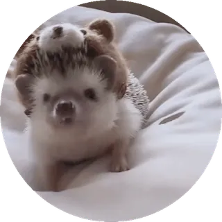 🌟 nhím, động vật, dễ thương, thú cưng, động vật có vú, nhỏ, động vật hoang dã telegram sticker