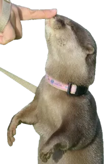 👉 wydra, zwierzę, słodki, zwierzę domowe, dzika przyroda, ssak telegram sticker