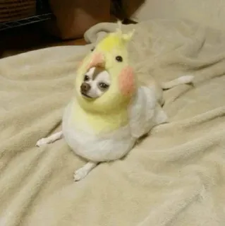 🐶 Hund, Haustier, Chihuahua, Vogelkostüm, Tier, süß telegram sticker