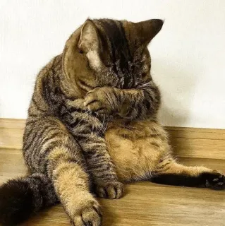 ☹️ chat, animal, animal de compagnie, assis, chat domestique, chat tigré telegram sticker